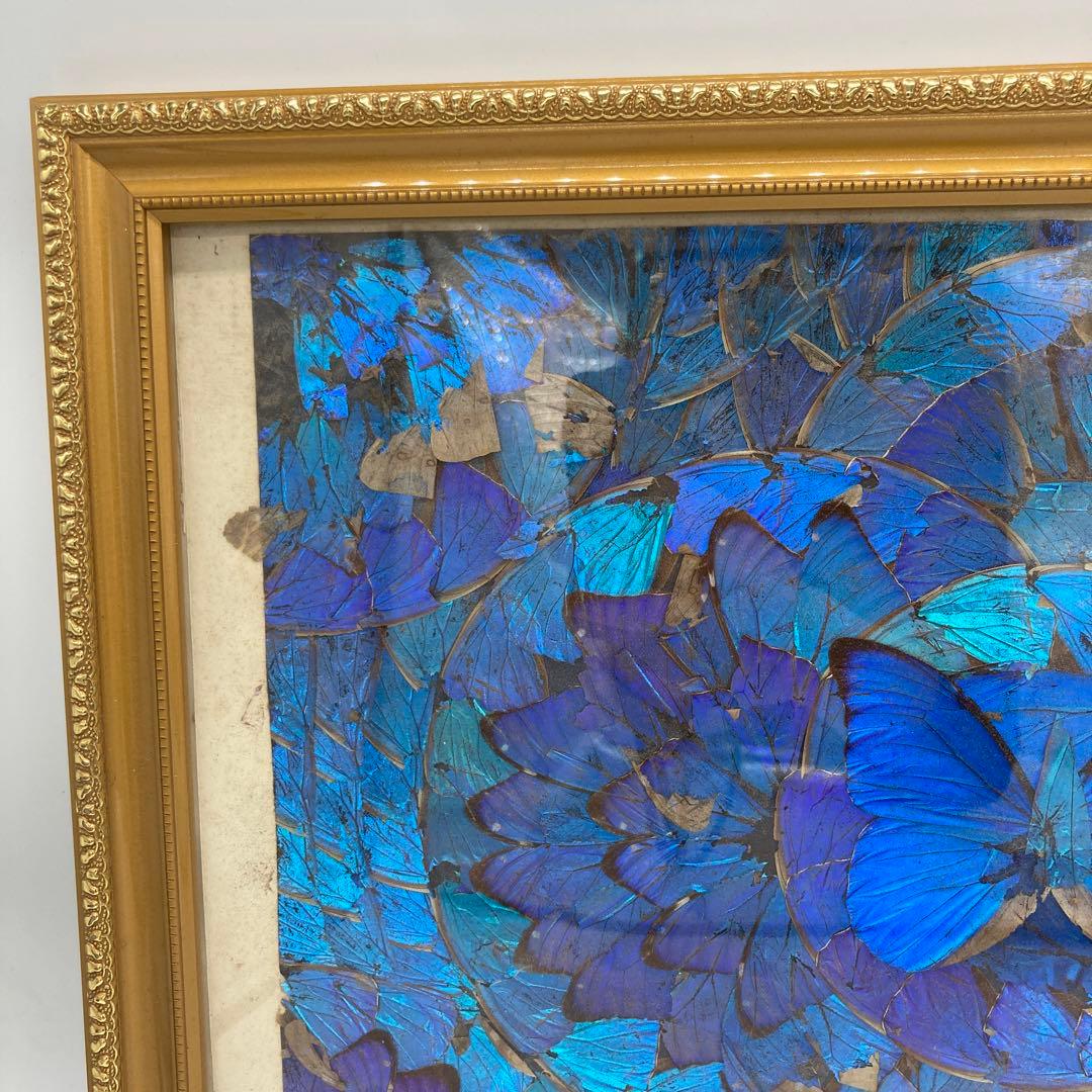 【レア】　モルフォ蝶　アート　標本　芸術　コレクション　美術　絵　昆虫 13上