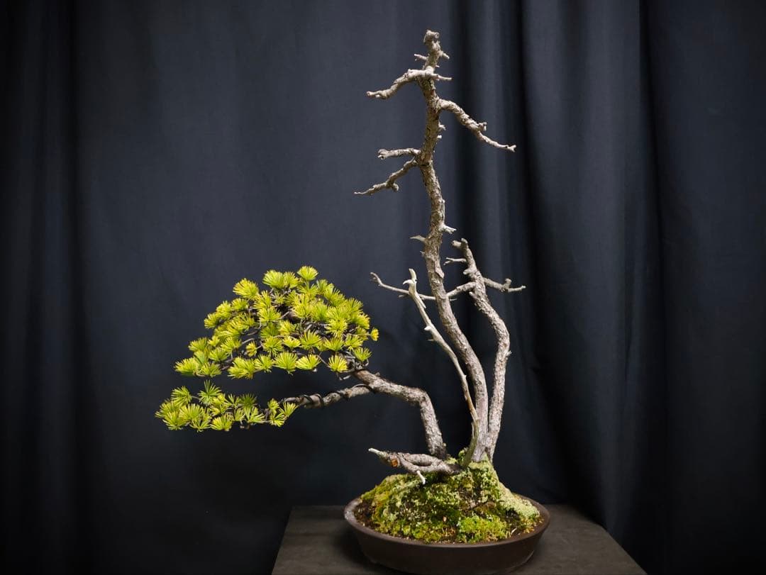 憲*様 フォロワー300人記念オークション五葉松 盆栽 天ジン　天シャリ　樹高4