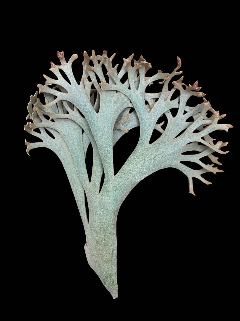 P.willinckii YellowMoon dwarf 胞子