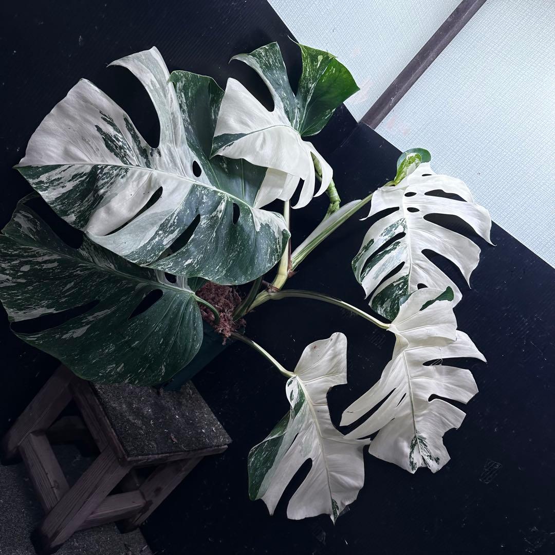 さ*ち様 斑入りモンステラ ホワイトタイガー極美大株72cm白斑多