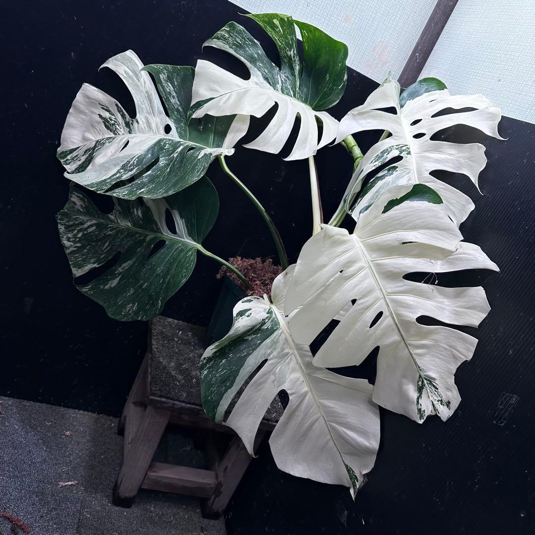 さ*ち様 斑入りモンステラ ホワイトタイガー極美大株72cm白斑多