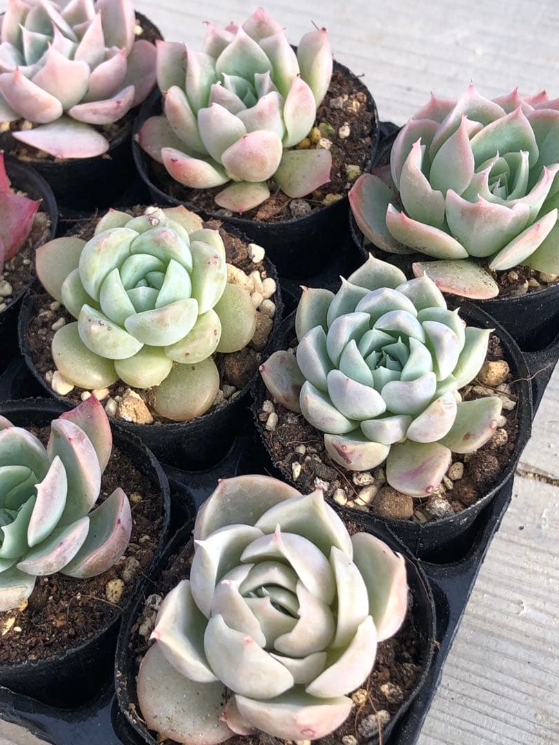 多肉植物 miyaさん苗♡小苗セット