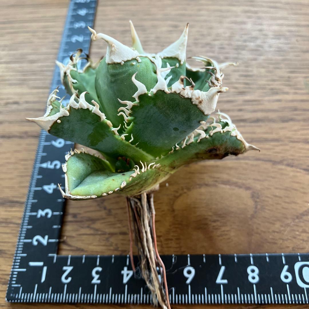 【速達】⑤子株付き　特選　太棘　アガべ　チタノタ　白豪刺　TC