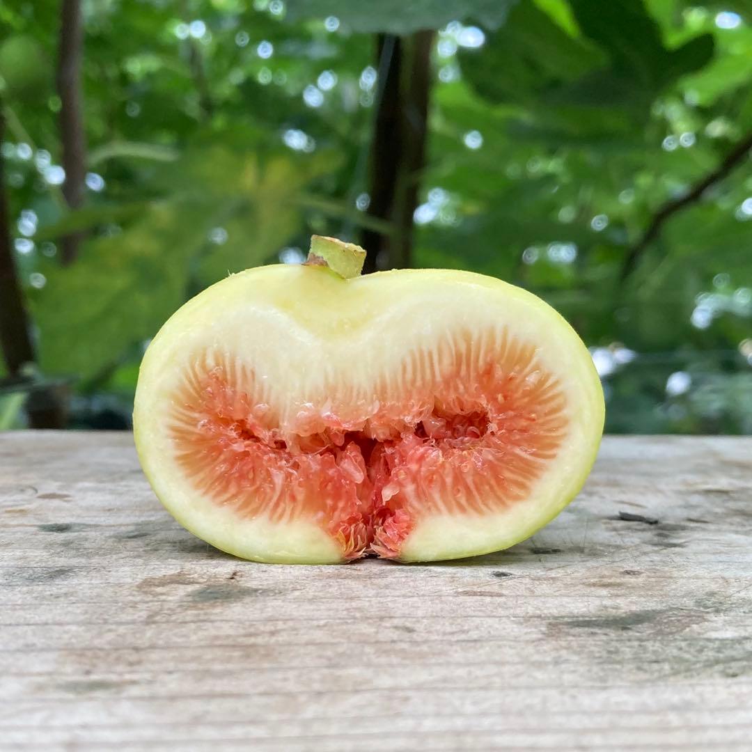 Panino パニーノ 挿木苗 イチジク