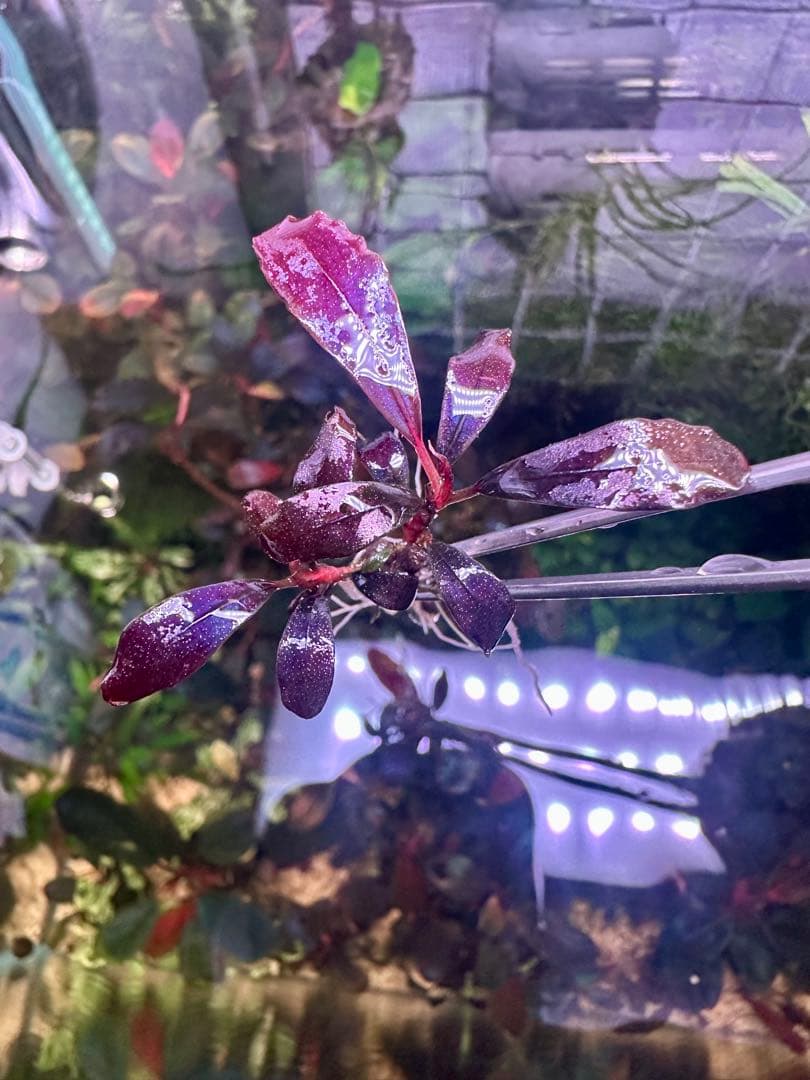 ブセファランド ラ sp.ブラウニーゴーストカリマンタン　2株