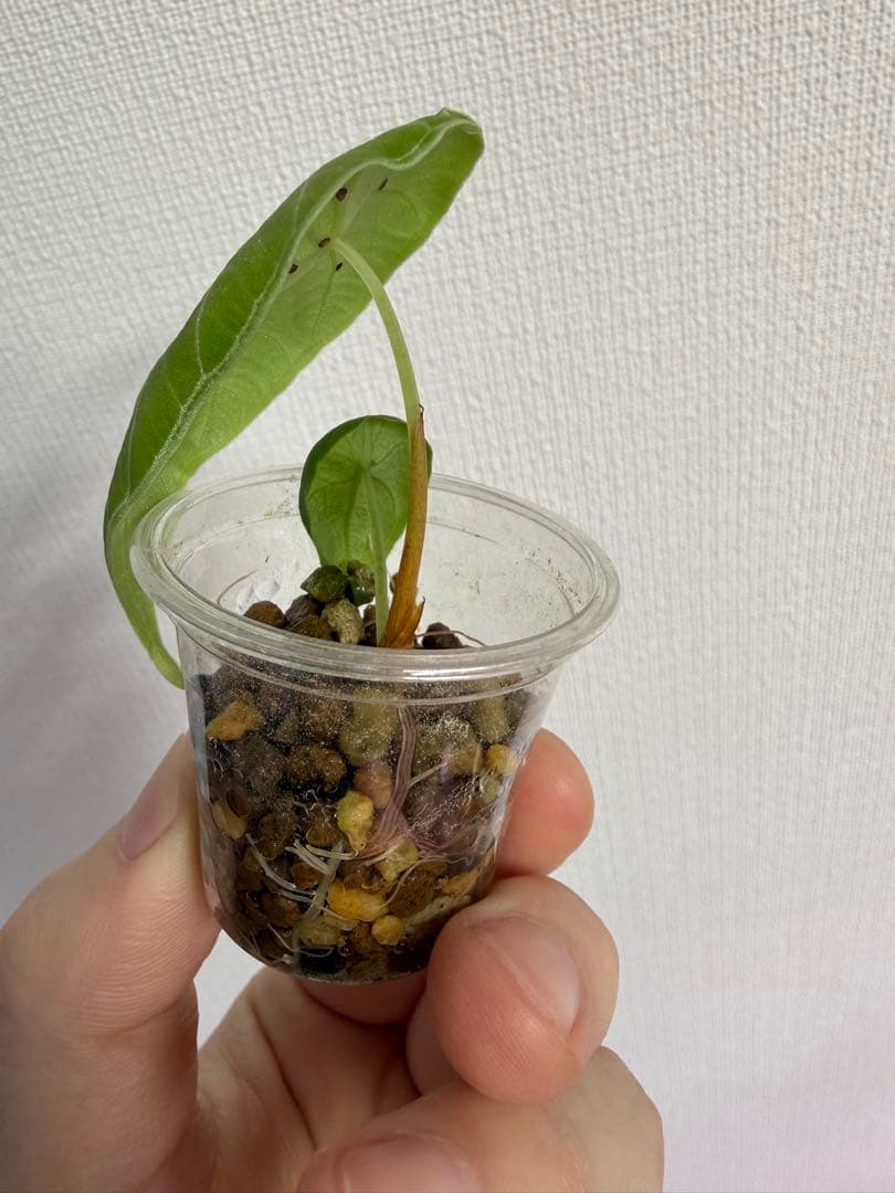 y*9様 アロカシア　ワトソニアナライトニング、ワトソニアナブラック