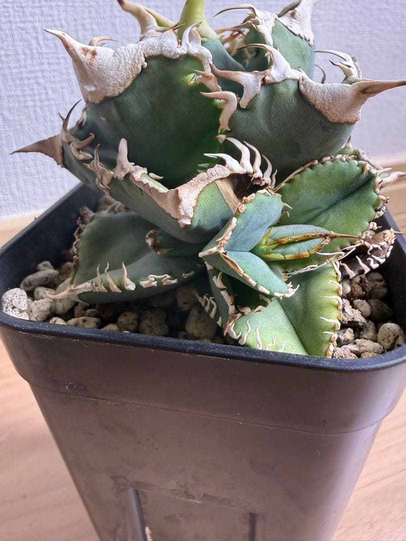 B*E様 【親株‼︎】アガベ 大白鯊 ホオジロザメ　子株4つ付き！