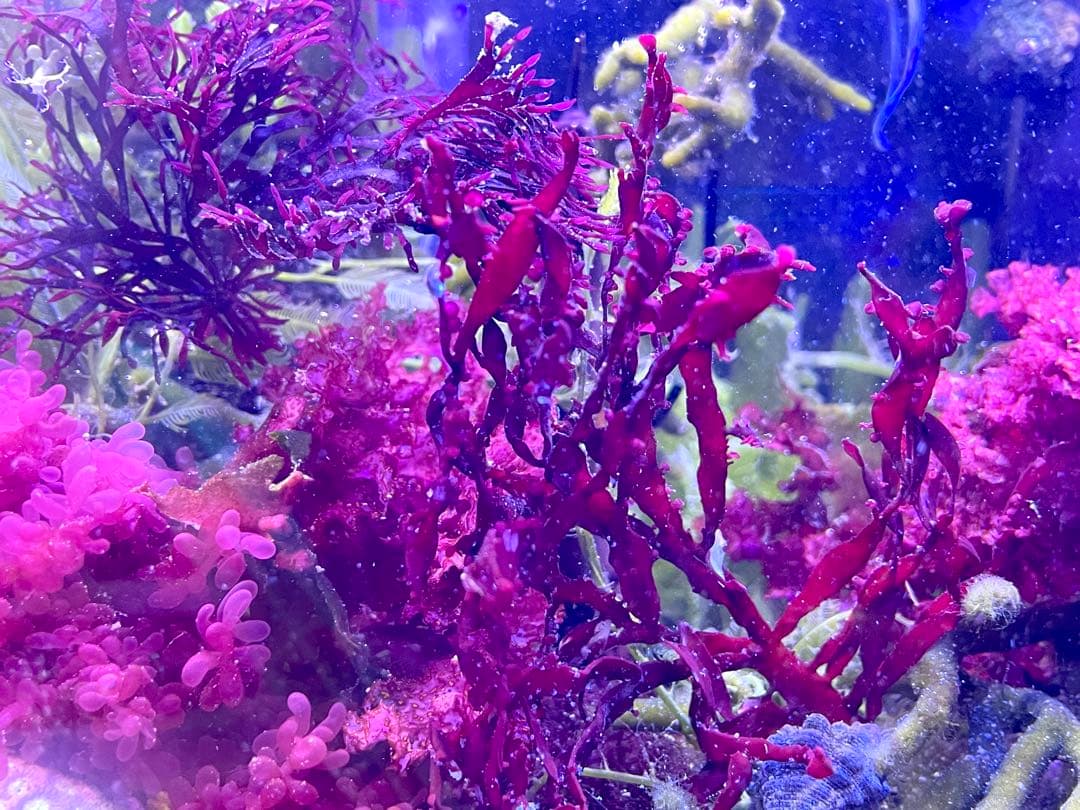 【匿名配送】　海藻　いろいろ　セット　宅急便