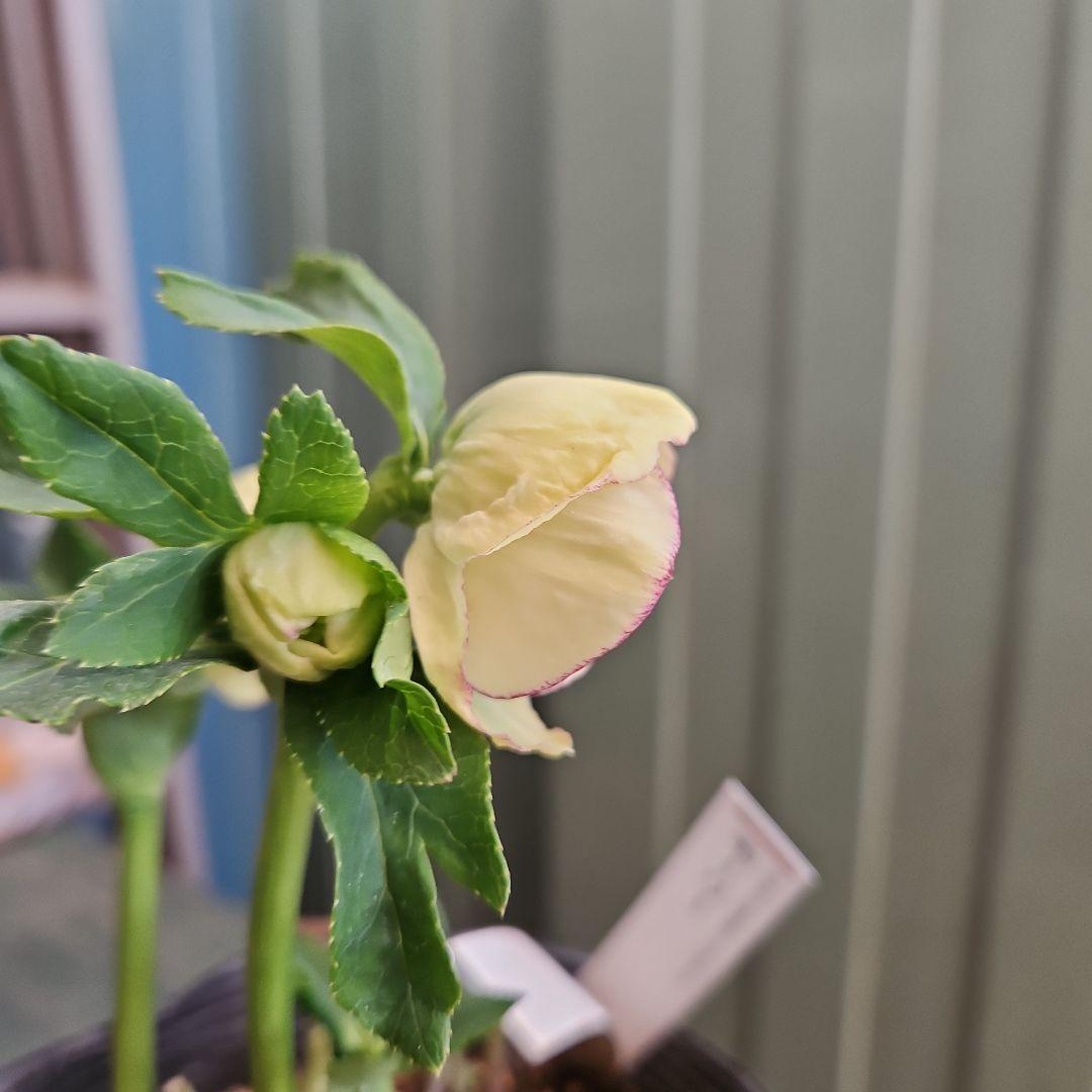 mamo様ご購入苗㉖-119クリスマスローズ