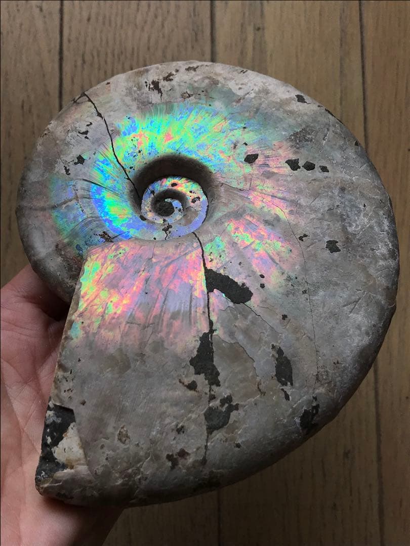 【わた】マダガスカル産　アンモナイト化石青（ビューダンティセラス）大サイズ