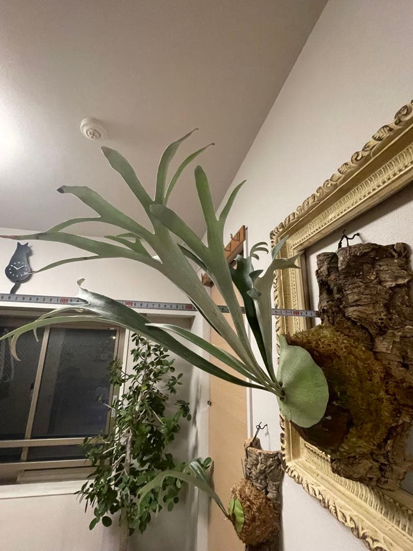 ビカクシダ P.veitchii wild ビカクマフィア