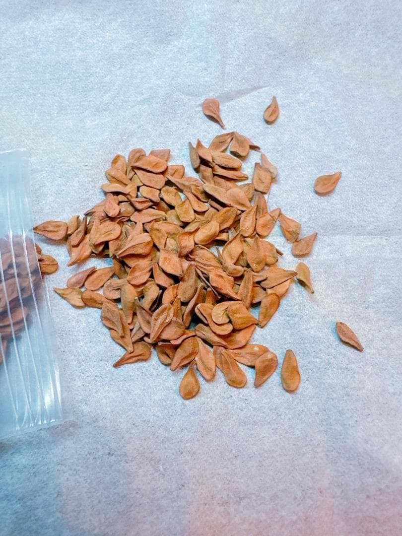 種子 20粒 パキポディウム レアリー Pachypodium lealii