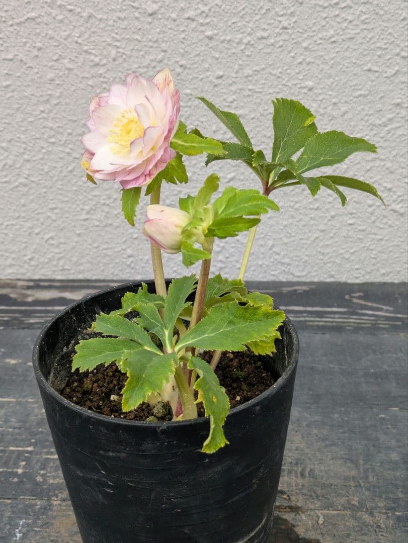 広瀬園芸 クリスマスローズ 【オーレア系ピンクベインdd】