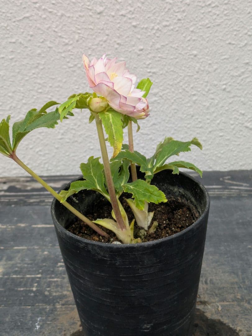 広瀬園芸 クリスマスローズ 【オーレア系ピンクベインdd】