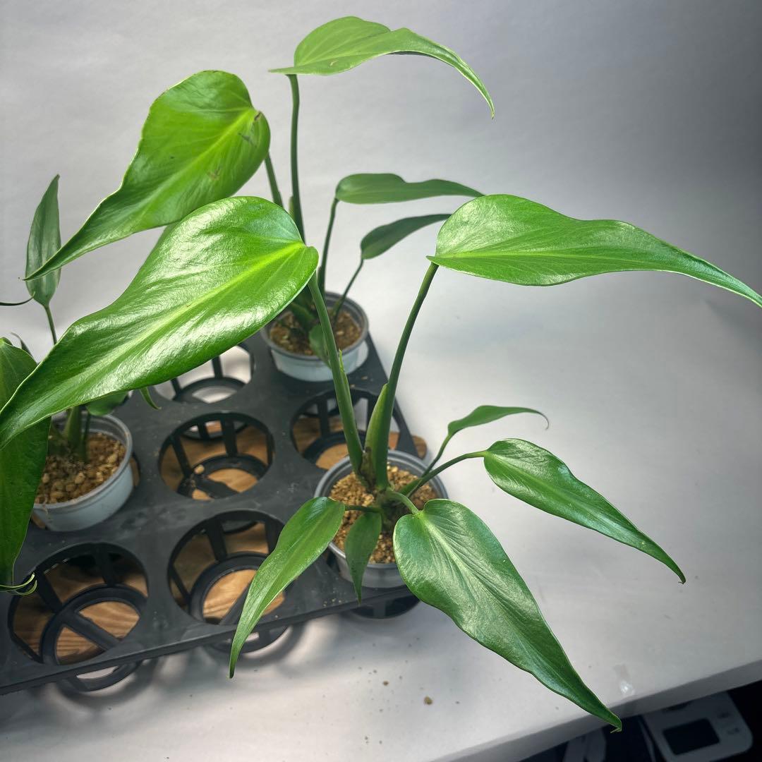 ち*か様 5株セットL034 モンステラ バールマルクスフレーム