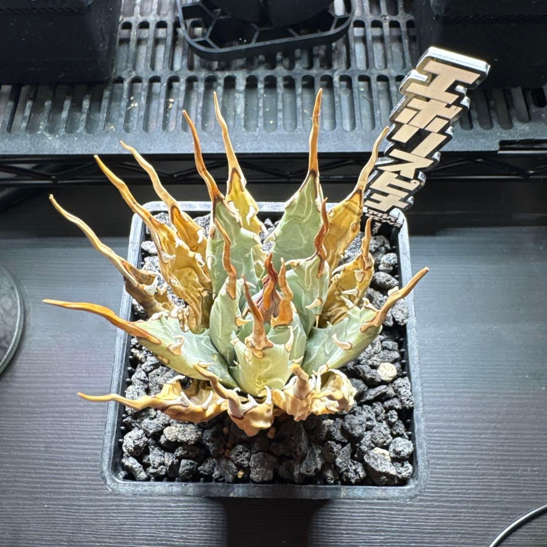 アガベ ユタエンシス　エボリスピナ　発根済み　Kaiju Plant