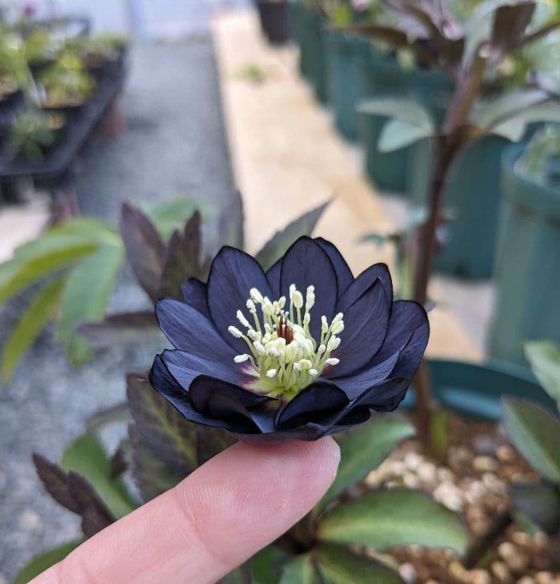 クリスマスローズ・ddブラック大株 (未株分け)