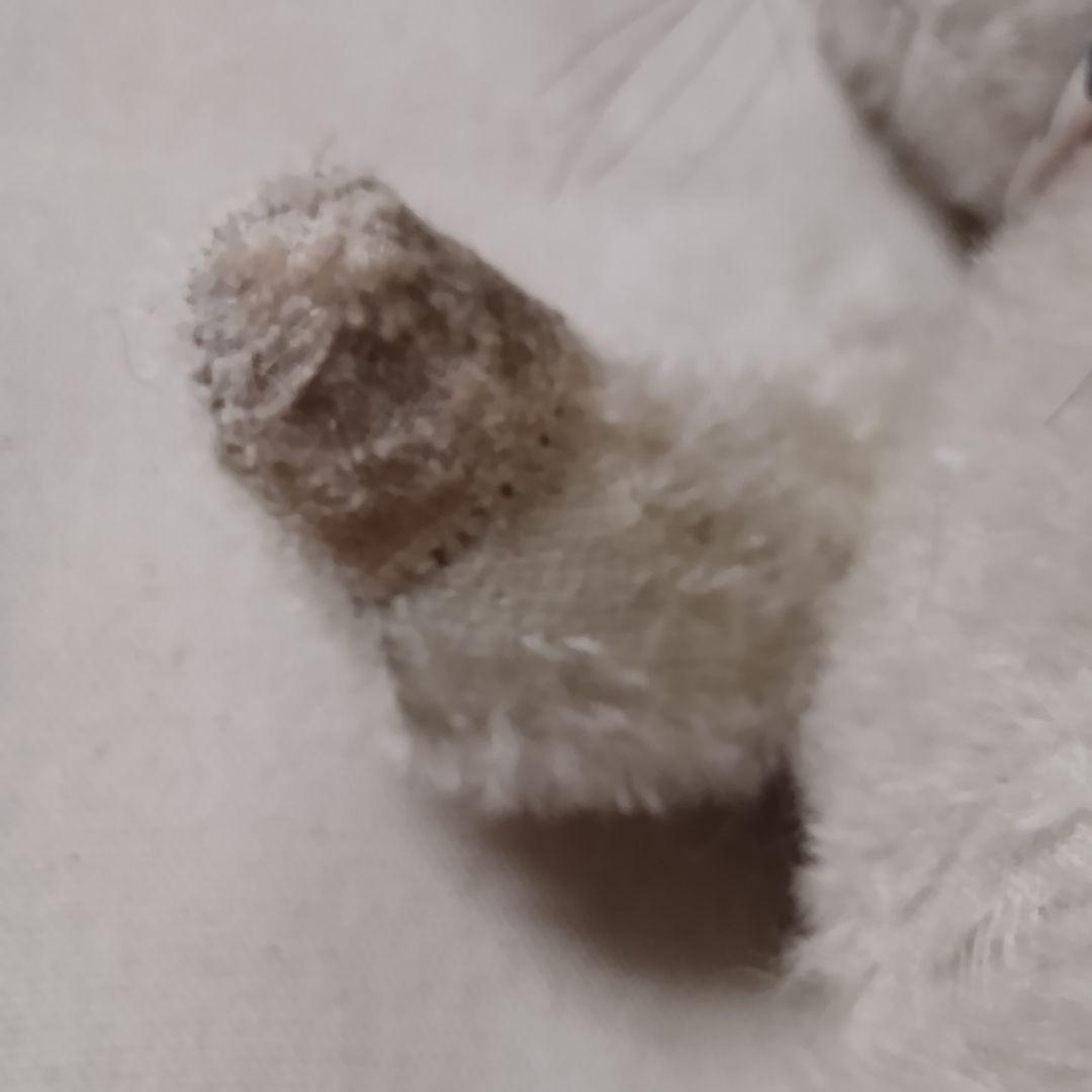 猫　テディベア作家