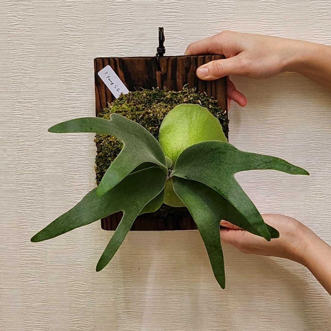 フーンシキOC子株　P.FoongSiQi　ビカクシダ 株分け品子株 オリジナル