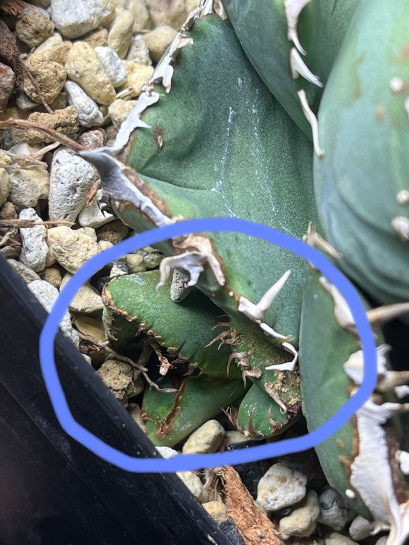 アガベ　チタノタ　shihao産　星空　ぶつぶつ