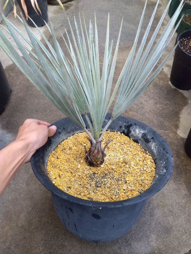 ブラヘアアルマータ　10号鉢つき　幹太❗　あ