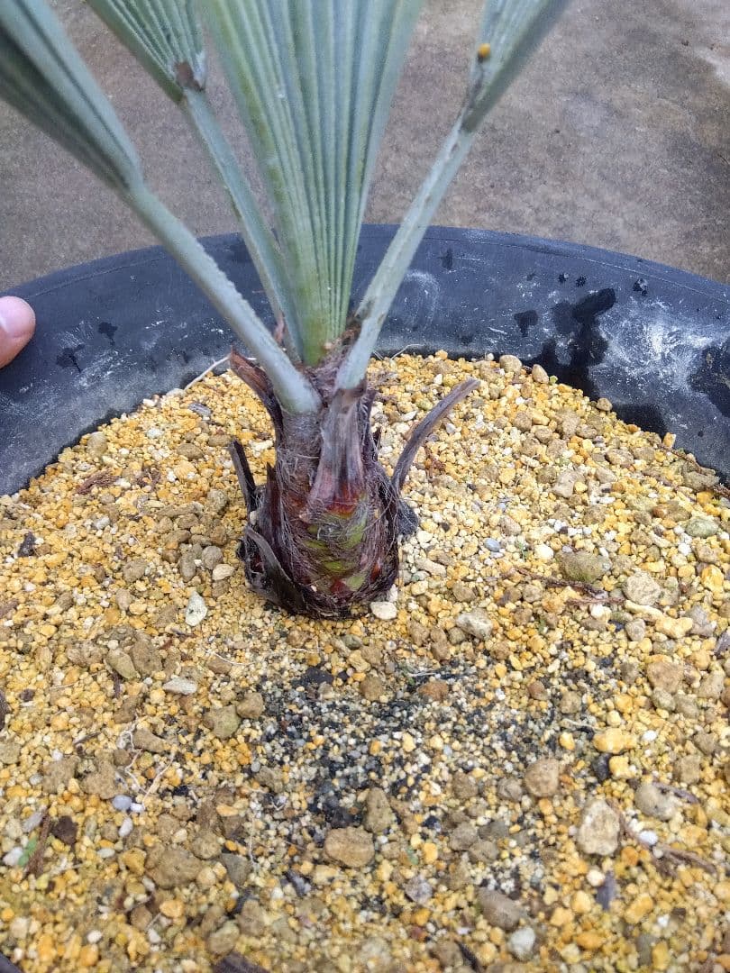 ブラヘアアルマータ　10号鉢つき　幹太❗　あ