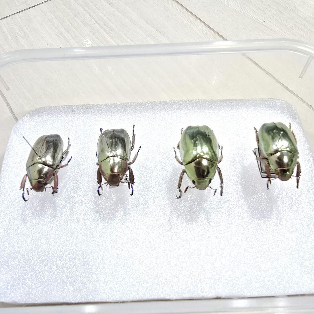 プラチナコガネ標本４頭セット
