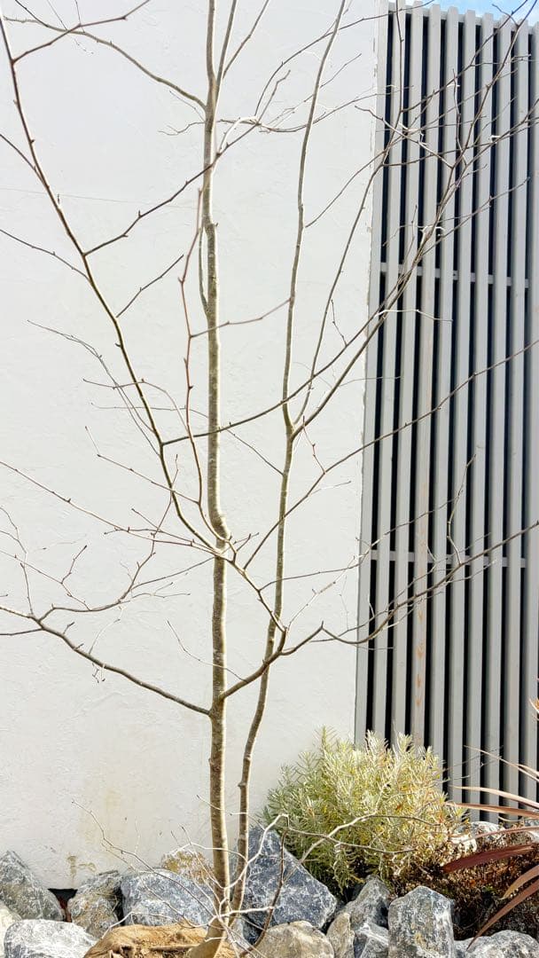 逸品。山採りアオハダ3.2M(鉢底から)