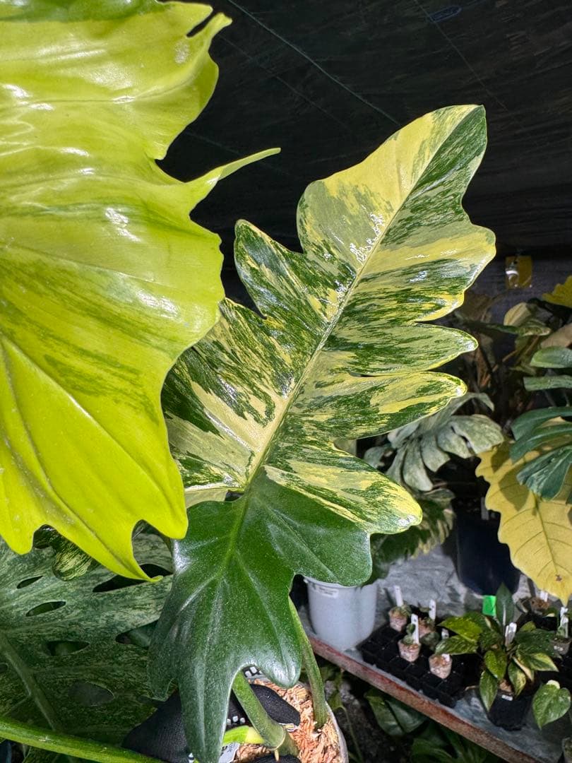 KN3 フィロデンドロン　キティナ　健康株