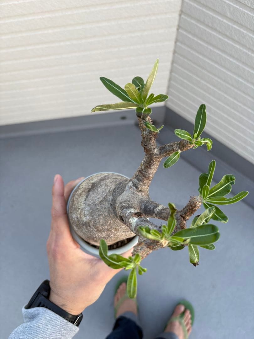 パキポディウムグラキリス発根済み