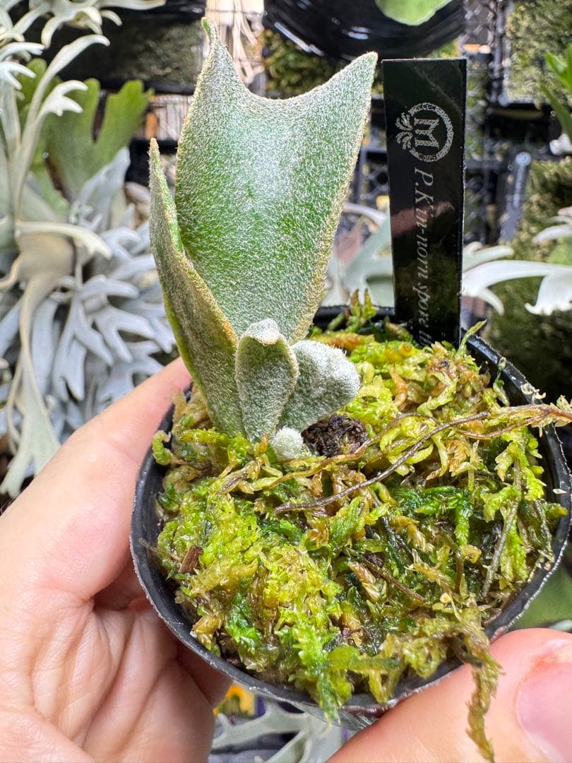 ビカクシダ kin-norn spore thick leaf#2 pup