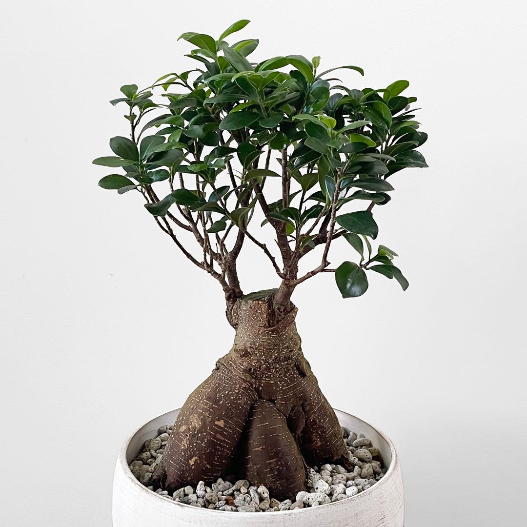 観葉植物 ガジュマル