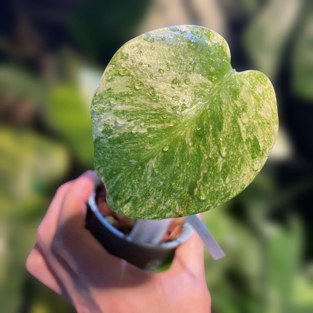 モンステラレガシー 2.5号 希少