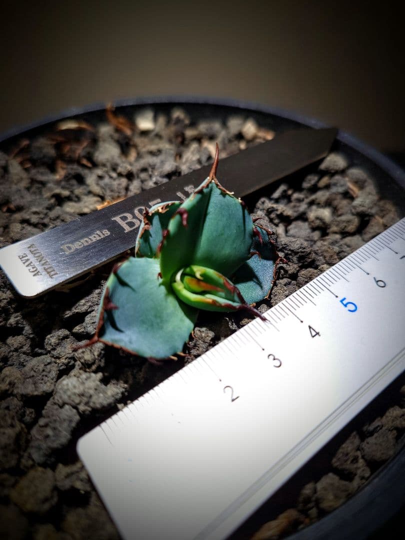 アガベ　チタノタ　dennisB05 子株　青犀牛