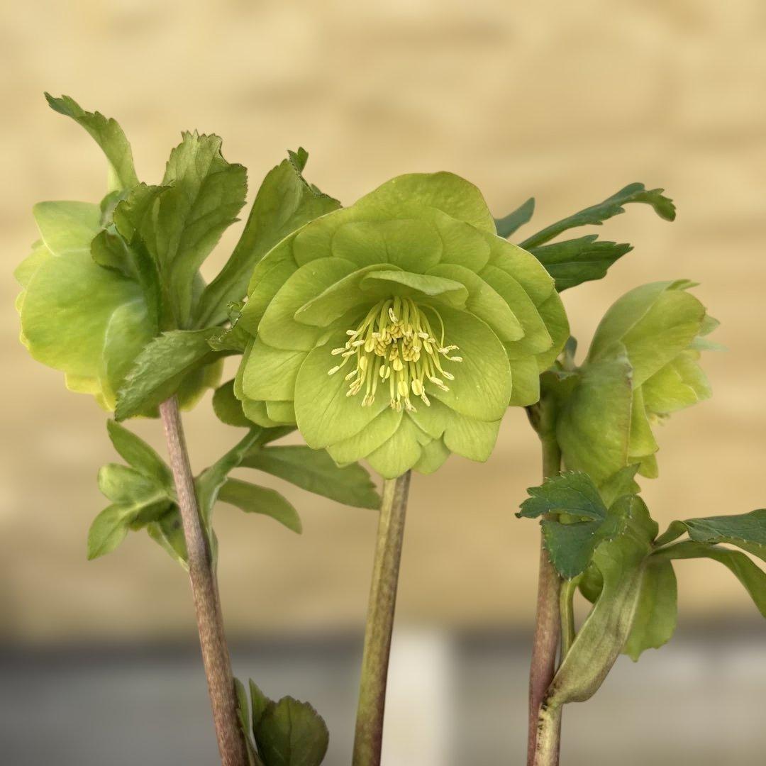 MIYABI　フレグランスグリーン　グリーンリップ　加藤農園　計2苗