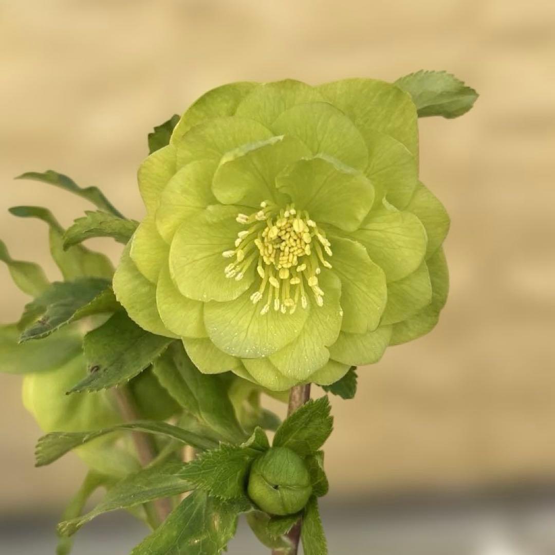 MIYABI　フレグランスグリーン　グリーンリップ　加藤農園　計2苗