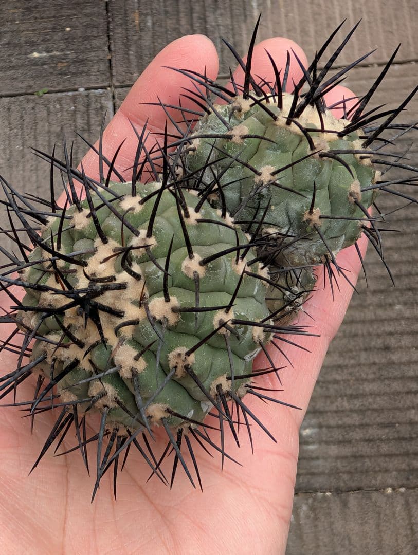 G*A様 【特選】コピアポア　シネレア　黒王丸⑤