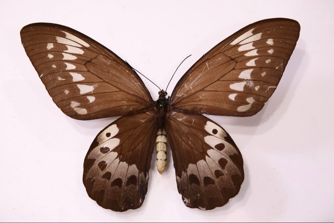 ゴライアストリバネアゲハ♀超特大個体！