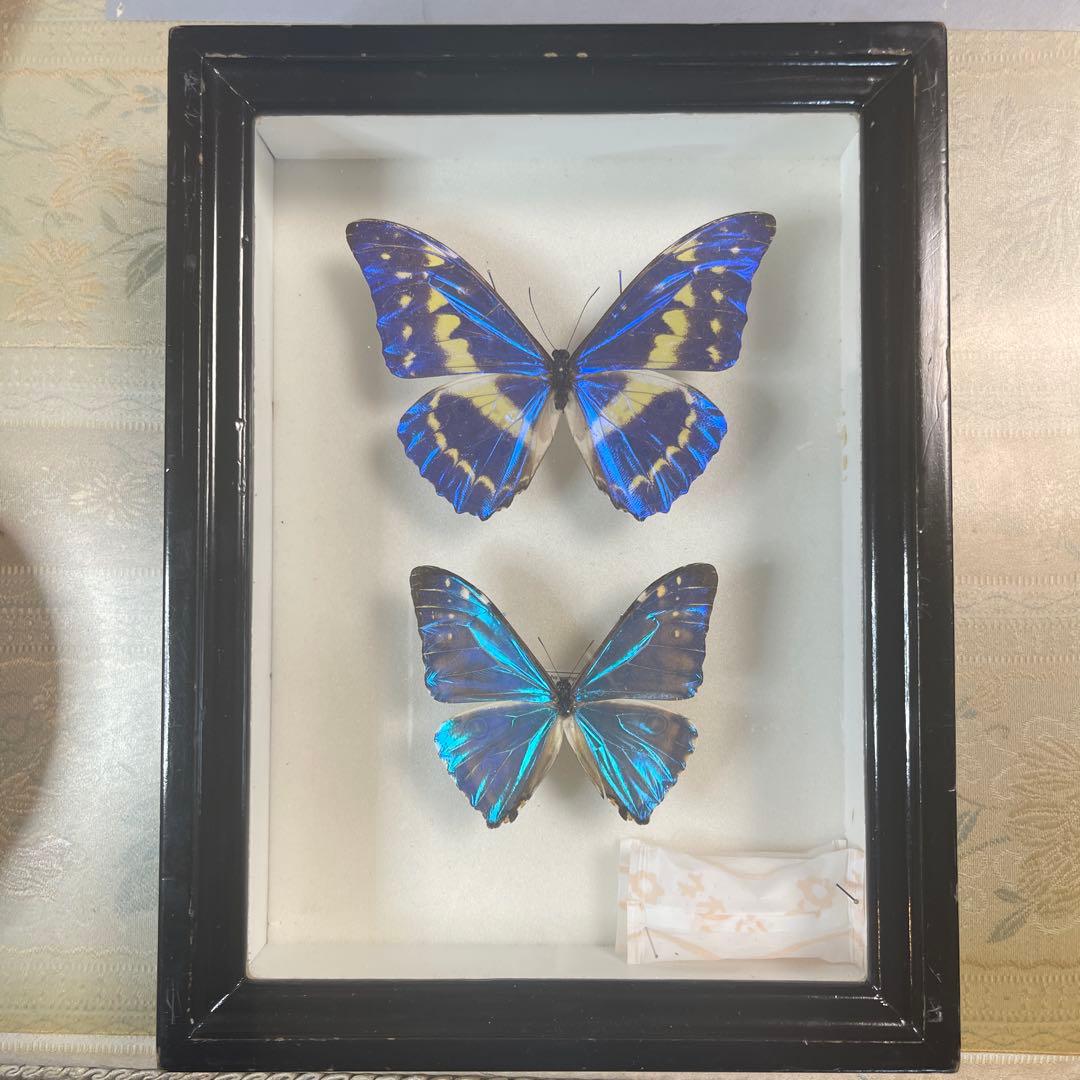 a*i様 モルフォ蝶