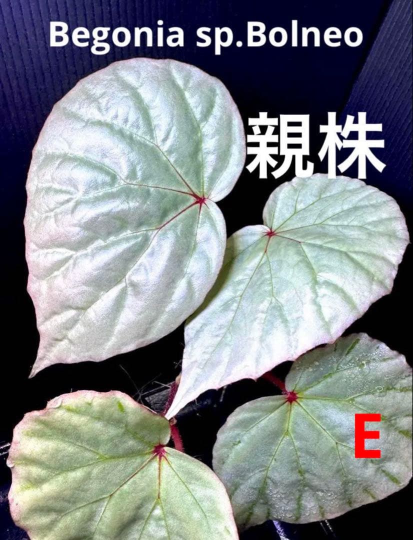 Sugi様 リクエスト 10点 まとめ商品