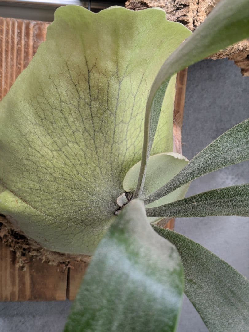 P.willinckii ' baileyi ' ベイレイ ビカクシダ