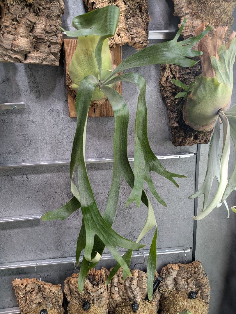 P.willinckii ' baileyi ' ベイレイ ビカクシダ