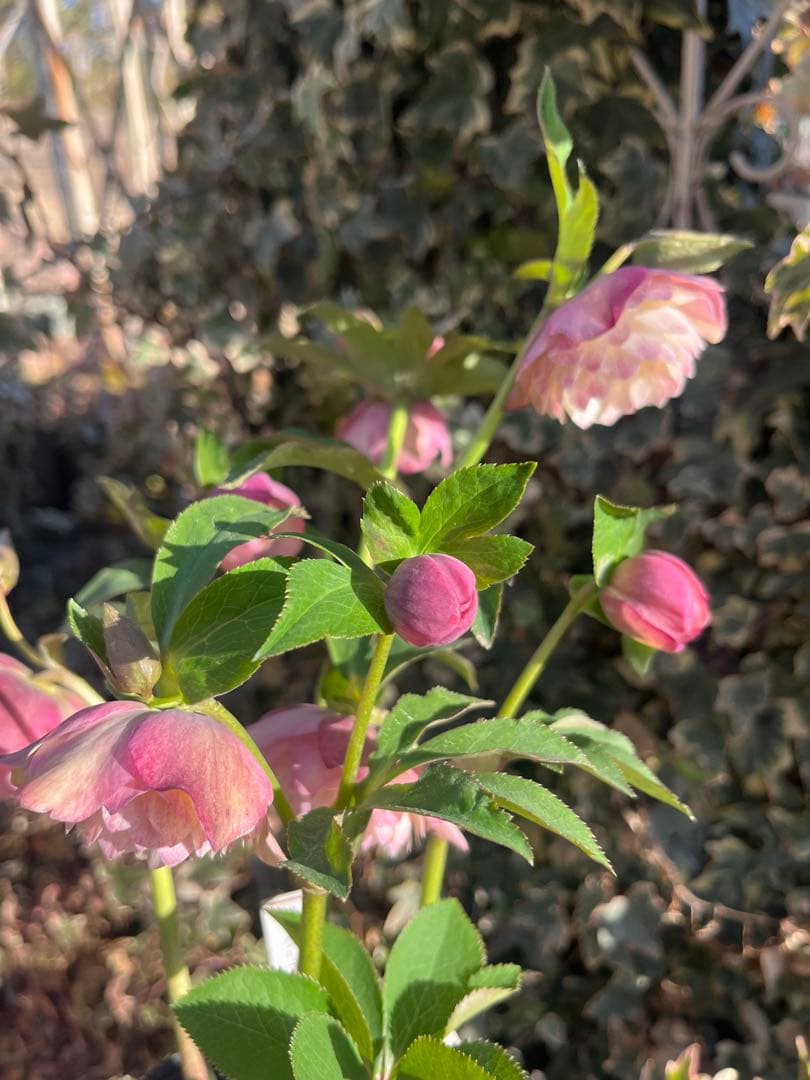 クリスマスローズ　加藤農園　絞りクリスマスローズ