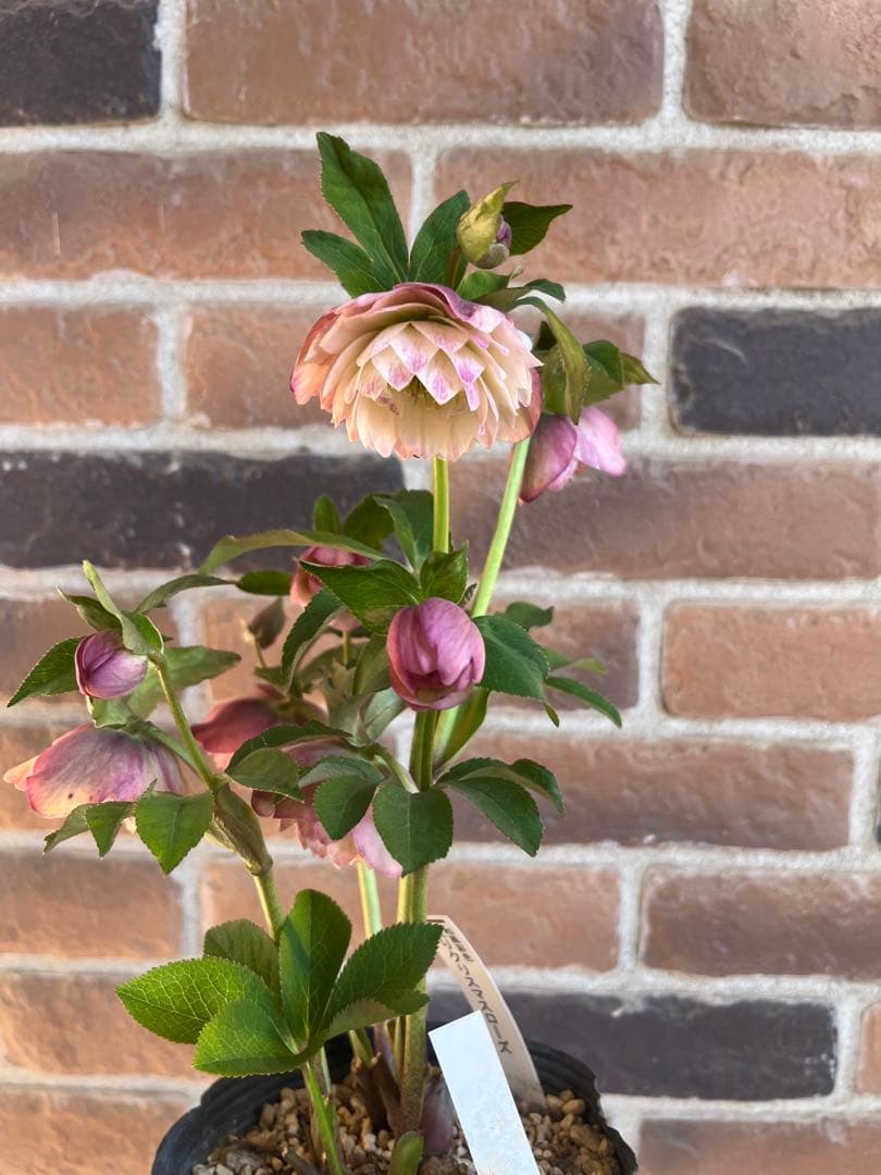 クリスマスローズ　加藤農園　絞りクリスマスローズ