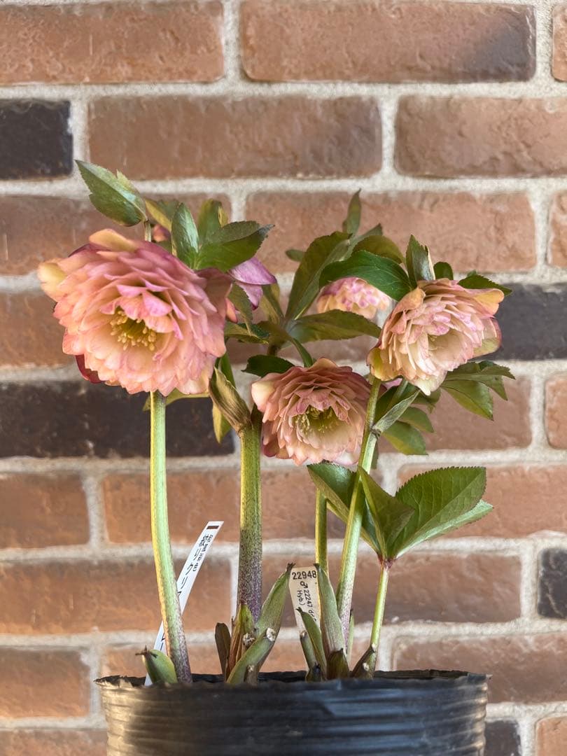 クリスマスローズ　加藤農園　絞りクリスマスローズ