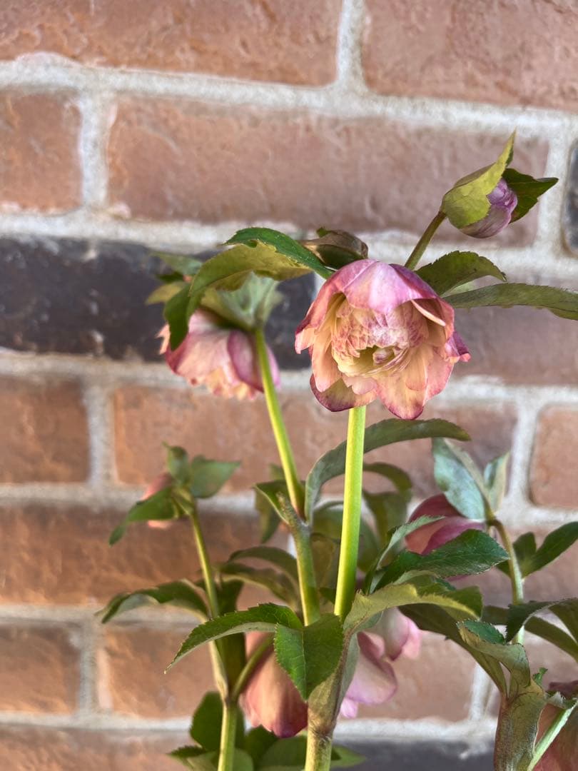 クリスマスローズ　加藤農園　絞りクリスマスローズ