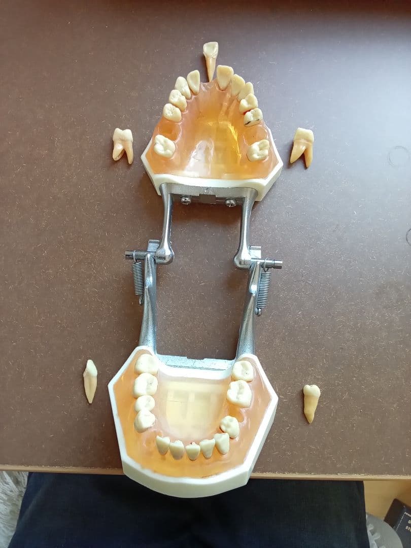 乳歯永久歯交換期模型、永久歯歯列模型