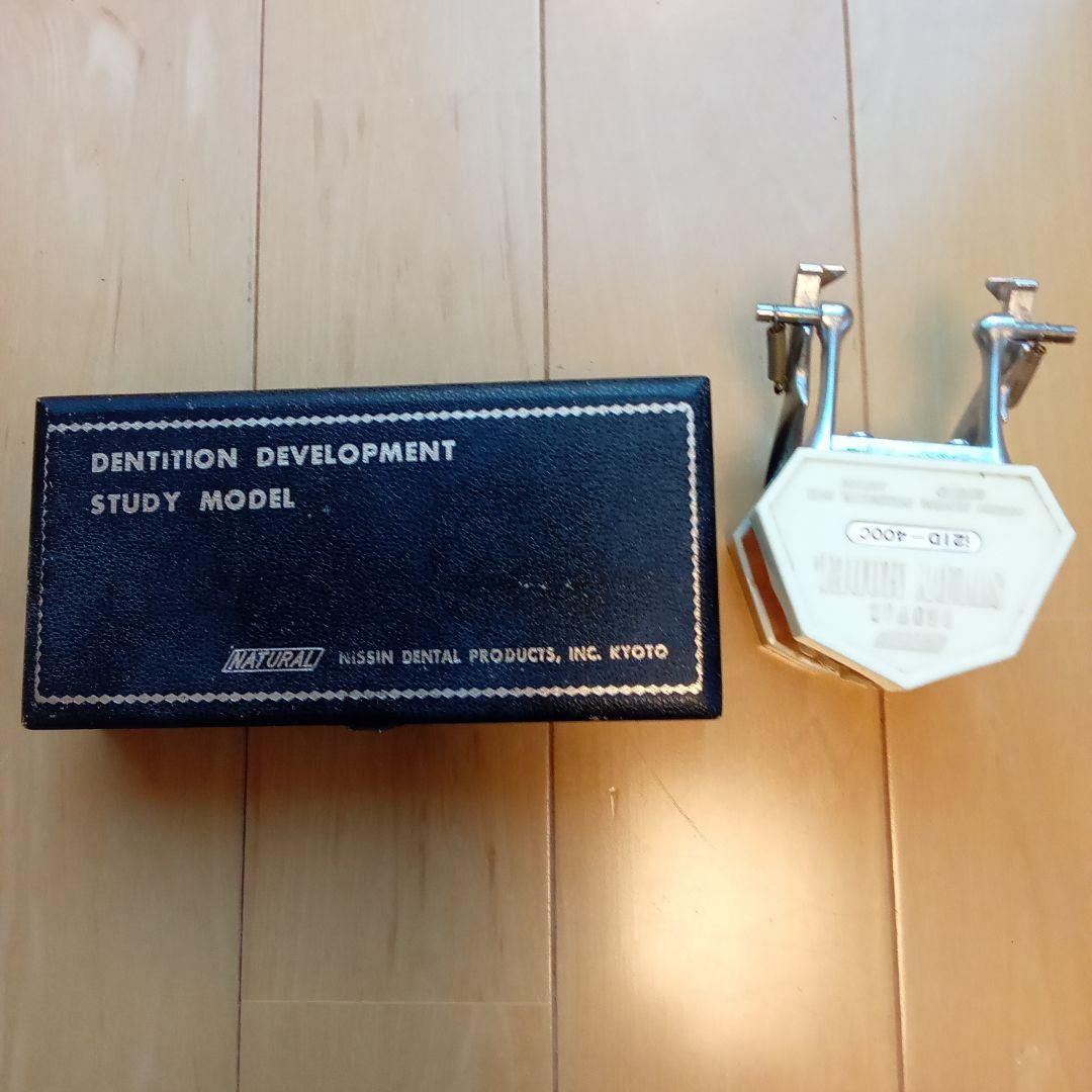 乳歯永久歯交換期模型、永久歯歯列模型