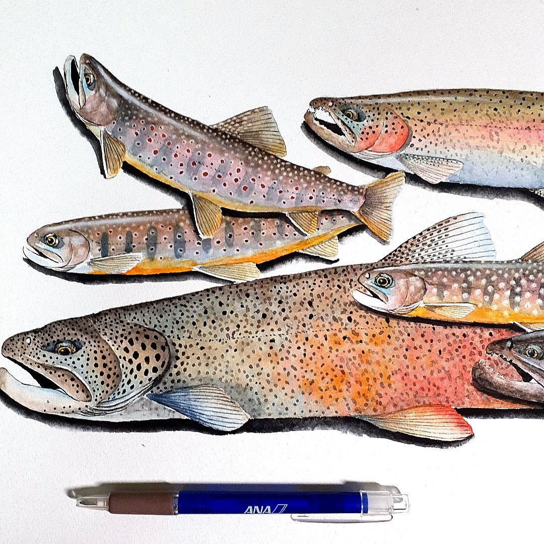 北海道の渓流に住む魚透明水彩画