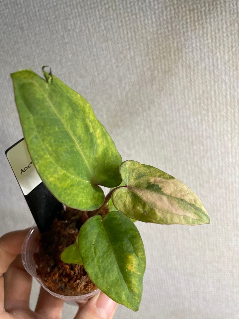縄*⁇様 Anthurium AOS✖️RVDP斑入り
